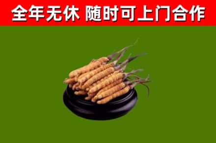龙华回收散虫草
